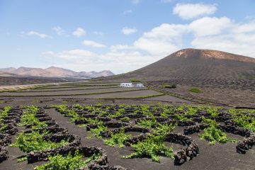 Lanzarote-vigneto