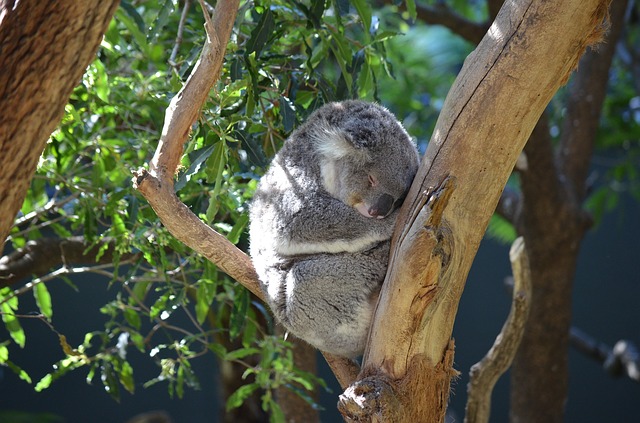 koala